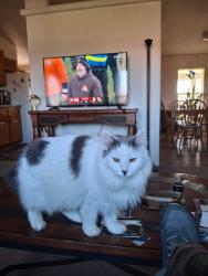 Lost Female Cat last seen StoweWay Cambria St., Caldwell, ID 83605