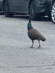 Found/Stray Unknown Bird last seen 7th street, Highland, CA 92346