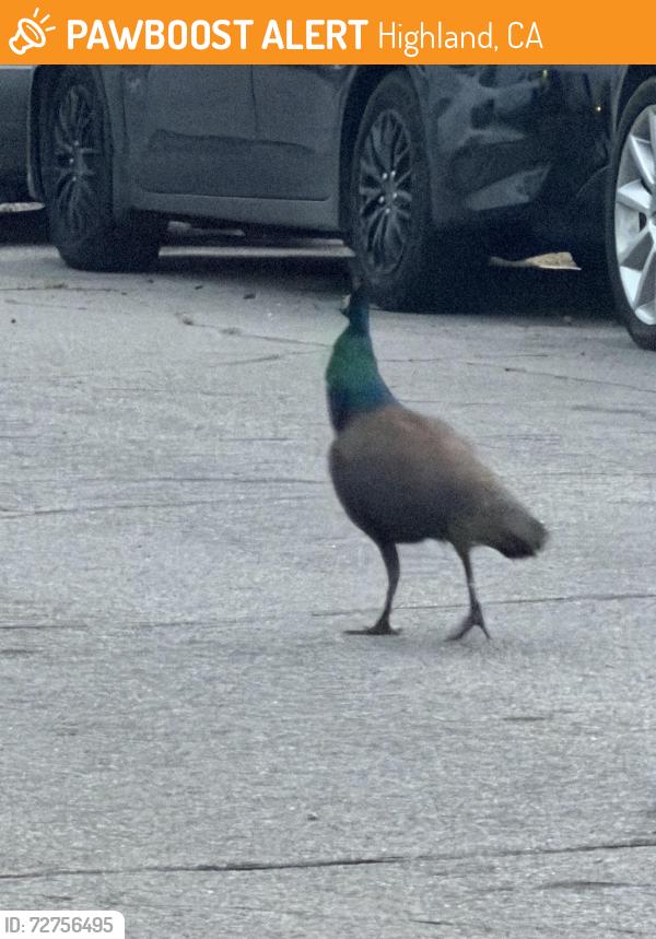 Found/Stray Unknown Bird last seen 7th street, Highland, CA 92346