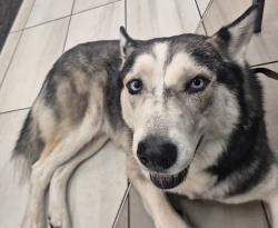 Found/Stray Male Dog last seen El Mirage and Bell Road, Surprise, AZ 85374