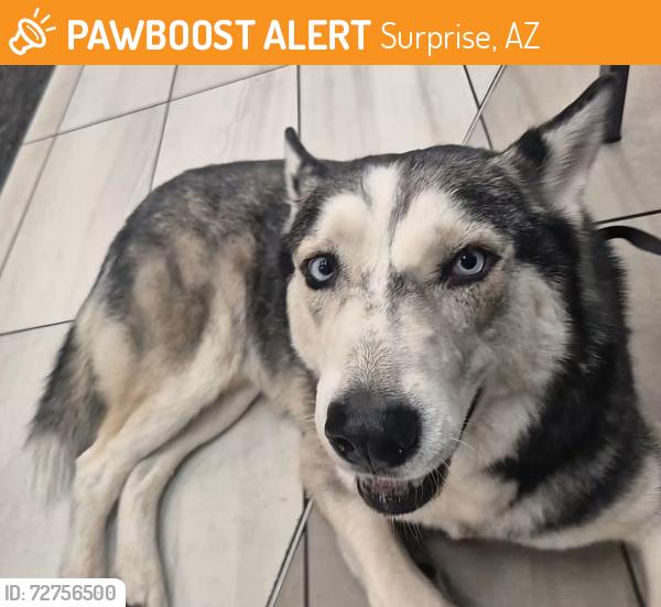 Found/Stray Male Dog last seen El Mirage and Bell Road, Surprise, AZ 85374
