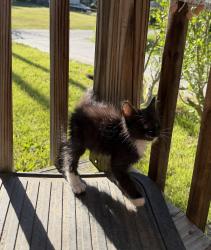 Found/Stray Unknown Cat last seen S. Rhyne Street, Dallas, NC 28034