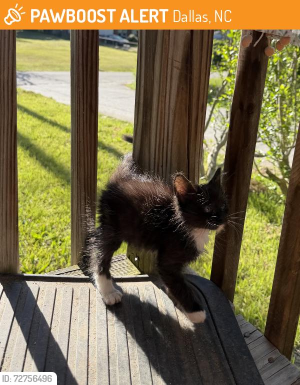 Found/Stray Unknown Cat last seen S. Rhyne Street, Dallas, NC 28034