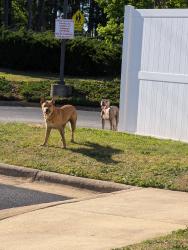 Found/Stray Unknown Dog last seen Houndstown, Fayetteville, NC 28311