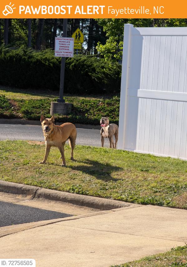 Found/Stray Unknown Dog last seen Houndstown, Fayetteville, NC 28311
