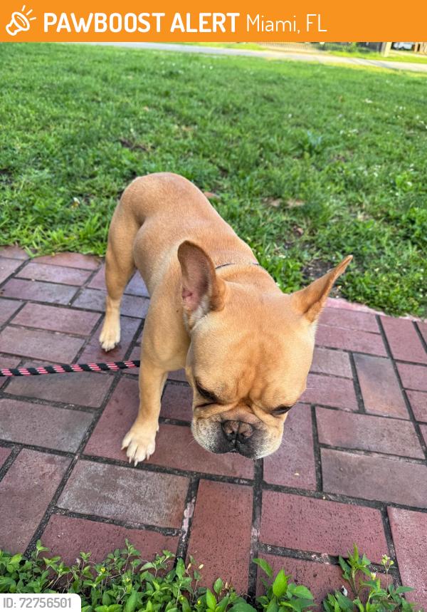 Found/Stray Unknown Dog last seen Near ave & 43 street, Miami, FL 33165
