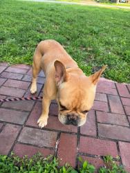 Found/Stray Unknown Dog last seen Near ave & 43 street, Miami, FL 33165