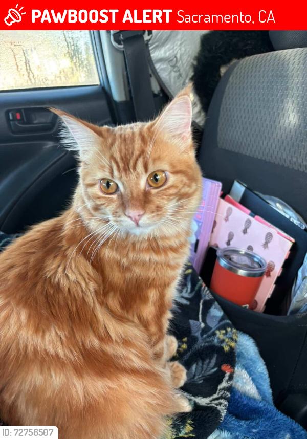 Lost Male Cat last seen Sampson Blvd and 37th St , Sacramento, CA 95824