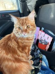 Lost Male Cat last seen Sampson Blvd and 37th St , Sacramento, CA 95824