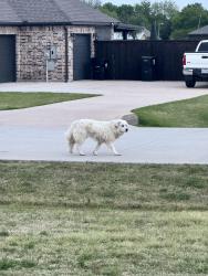 Found/Stray Unknown Dog last seen Near mckinney meadows, McKinney, TX 75069