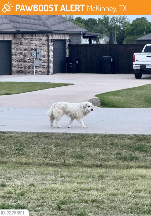 Found/Stray Unknown Dog last seen Near mckinney meadows, McKinney, TX 75069