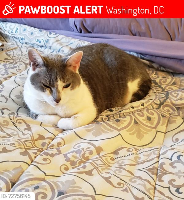 Lost Female Cat last seen Barnaby Terrace SE and Wheeler Rd SE, Washington, DC 20032