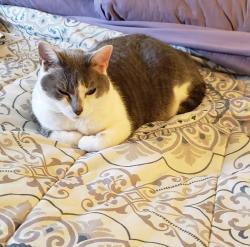 Lost Female Cat last seen Barnaby Terrace SE and Wheeler Rd SE, Washington, DC 20032