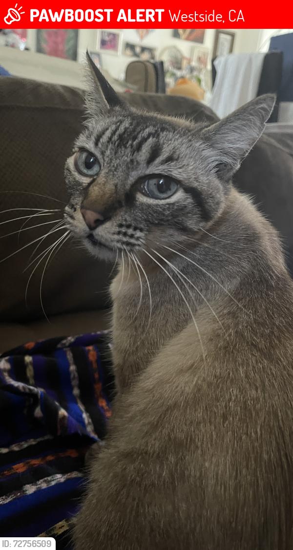 Lost Male Cat last seen Pendagast st/ naglee st, Westside, CA 93624