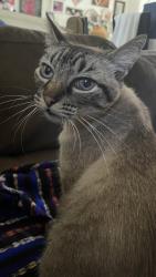 Lost Male Cat last seen Pendagast st/ naglee st, Westside, CA 93624