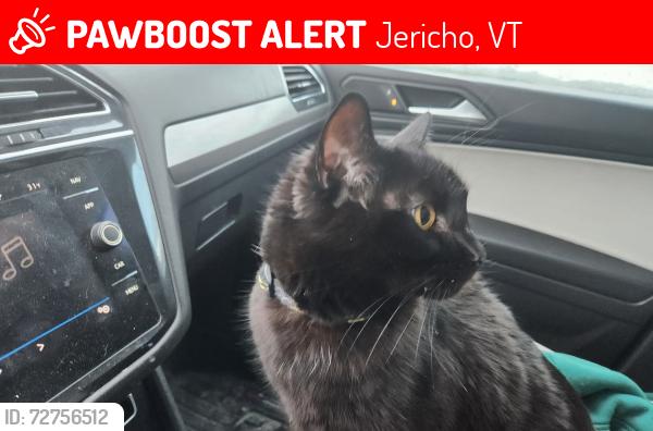 Lost Male Cat last seen Raceway Road and Brookside Drive, Jericho, VT 05465