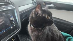 Lost Male Cat last seen Raceway Road and Brookside Drive, Jericho, VT 05465
