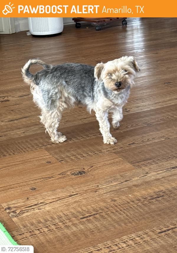 Found/Stray Female Dog last seen Rosewood, Amarillo, TX 79118