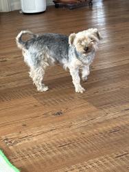 Found/Stray Female Dog last seen Rosewood, Amarillo, TX 79118