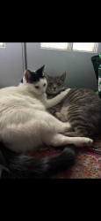 Lost Female Cat last seen jumped out of back of ute and ran into the gutter, Mooroobool, QLD 4870