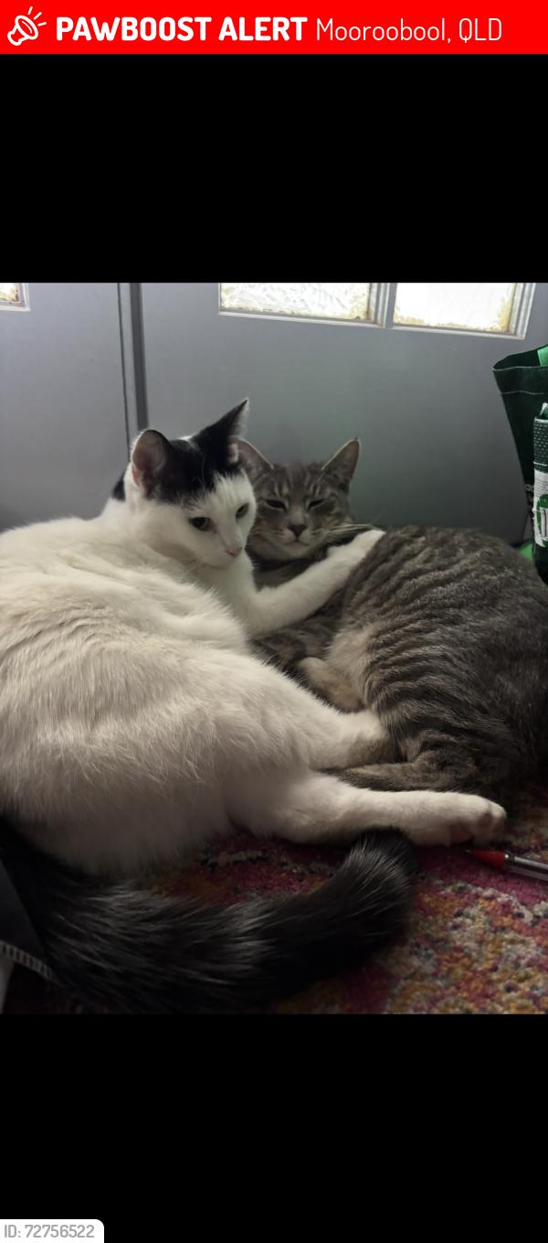 Lost Female Cat last seen jumped out of back of ute and ran into the gutter, Mooroobool, QLD 4870