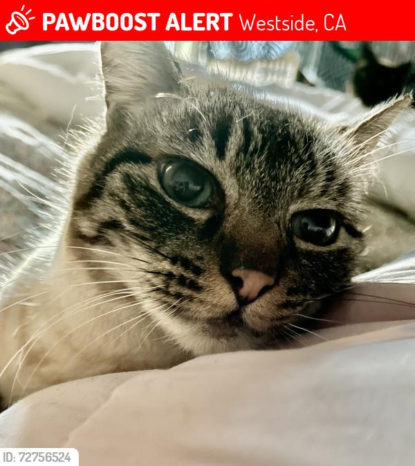 Lost Male Cat last seen Pendagast st/ naglee st, Westside, CA 93624