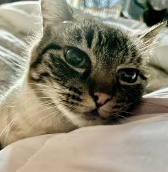 Lost Male Cat last seen Pendagast st/ naglee st, Westside, CA 93624