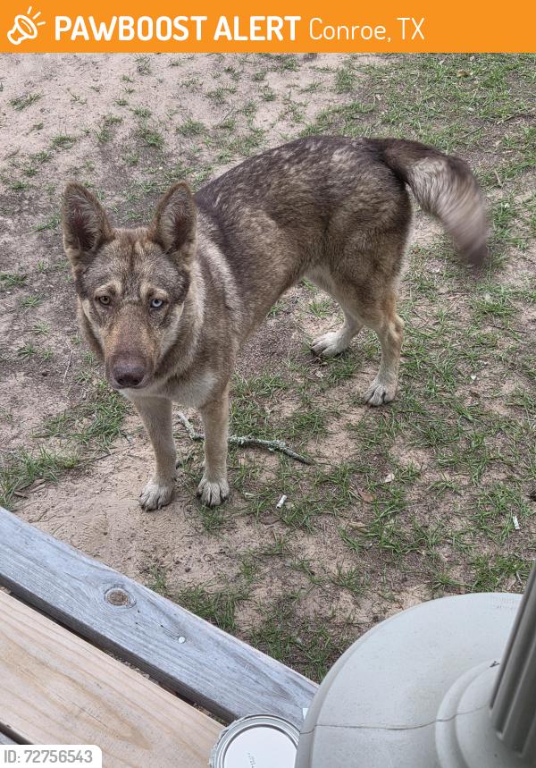 Found/Stray Female Dog last seen Hwy 105 e, Conroe, TX 77303