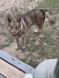 Found/Stray Female Dog last seen Hwy 105 e, Conroe, TX 77303