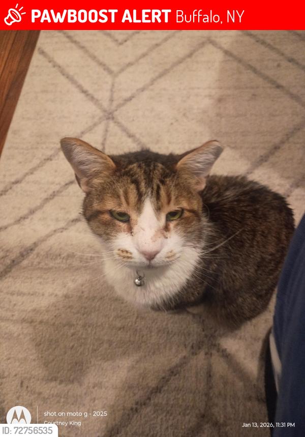 Lost Male Cat last seen Near Edison Ave , Buffalo, NY 14215