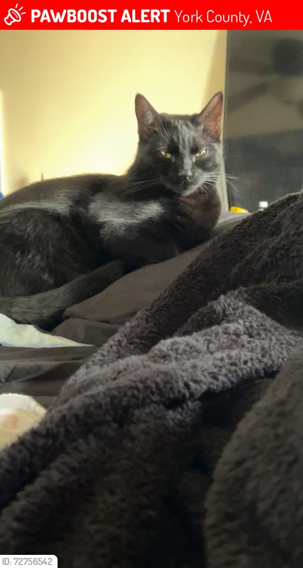 Lost Male Cat last seen Taliaferro rd and sonshine way, York County, VA 23690