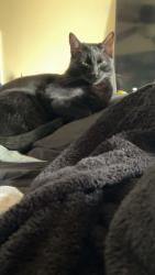 Lost Male Cat last seen Taliaferro rd and sonshine way, York County, VA 23690