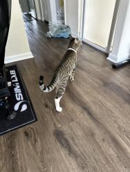 Found/Stray Male Cat last seen N Hicks Rd / Dundee RD, Palatine, IL 60074