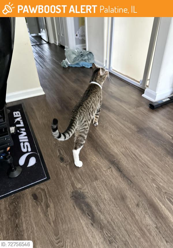 Found/Stray Male Cat last seen N Hicks Rd / Dundee RD, Palatine, IL 60074