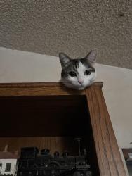 Lost Female Cat last seen Esperanza and fairlynn, Yorba Linda, CA 92886