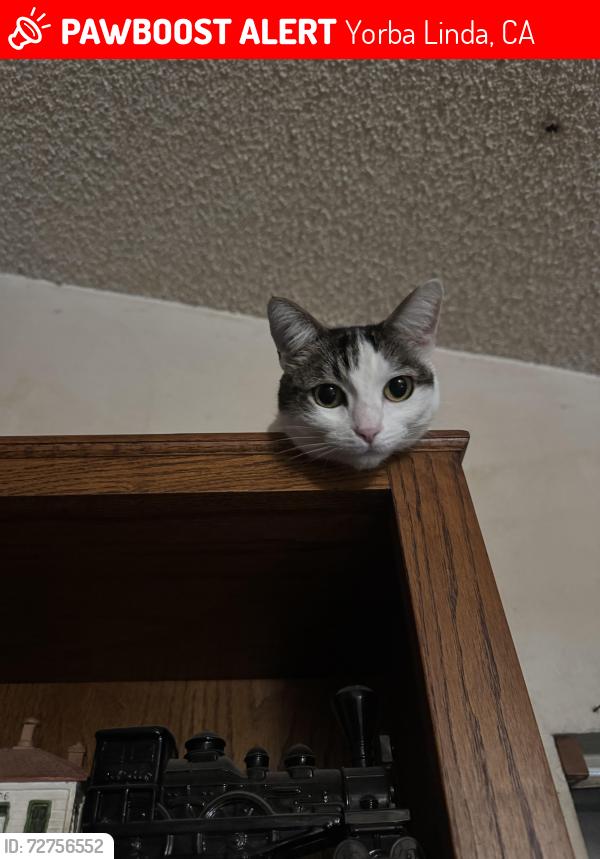 Lost Female Cat last seen Esperanza and fairlynn, Yorba Linda, CA 92886