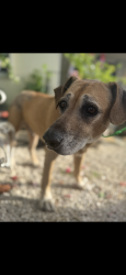 Found/Stray Male Dog last seen NW 5th ave , Miami, FL 33127
