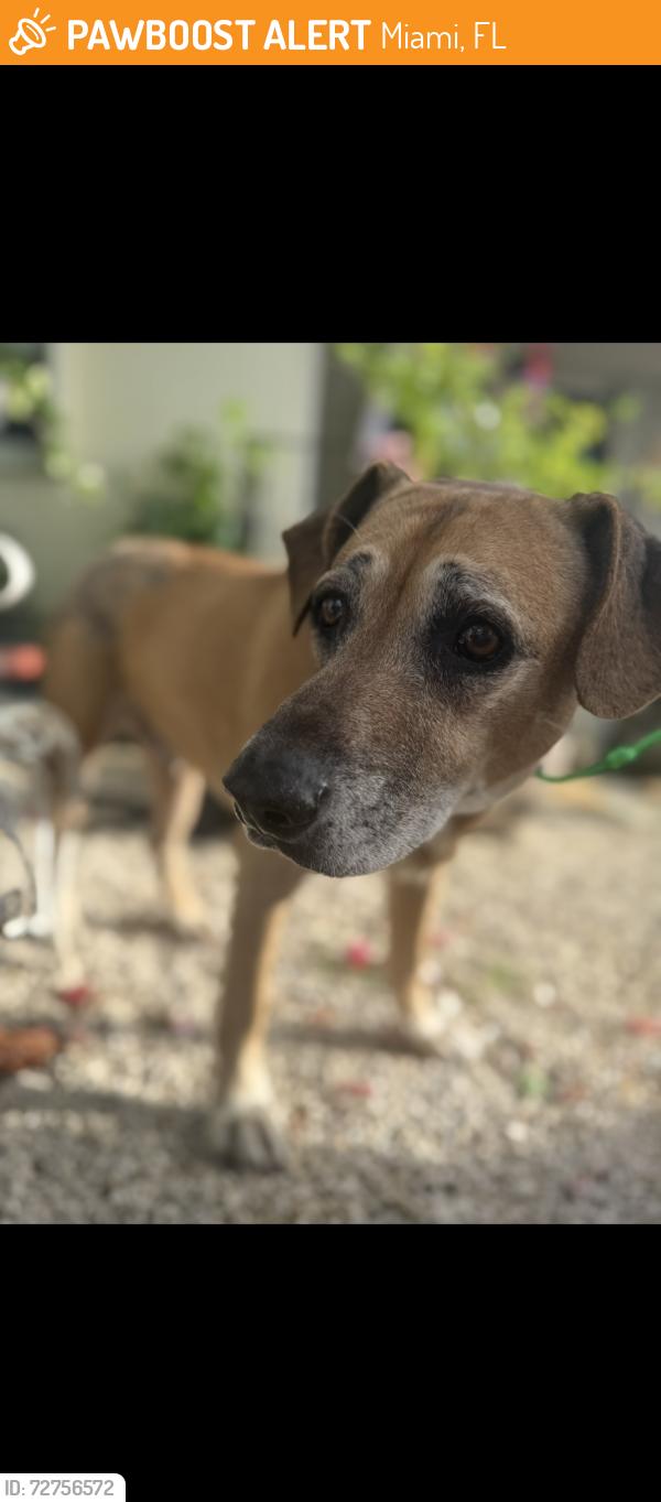 Found/Stray Male Dog last seen NW 5th ave , Miami, FL 33127