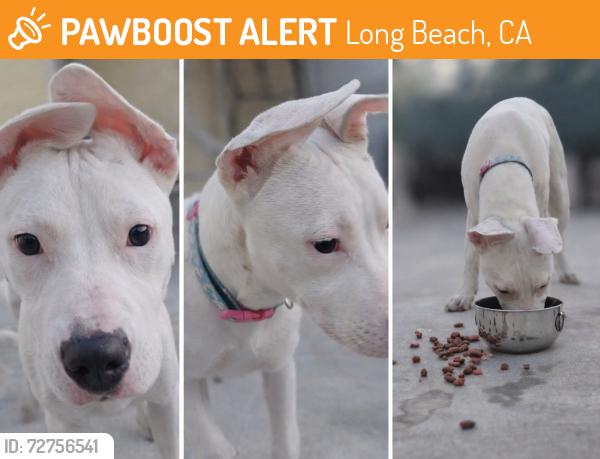 Found/Stray Female Dog last seen 20th and San Francisco Avenue, Long Beach, CA 90806