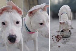 Found/Stray Female Dog last seen 20th and San Francisco Avenue, Long Beach, CA 90806