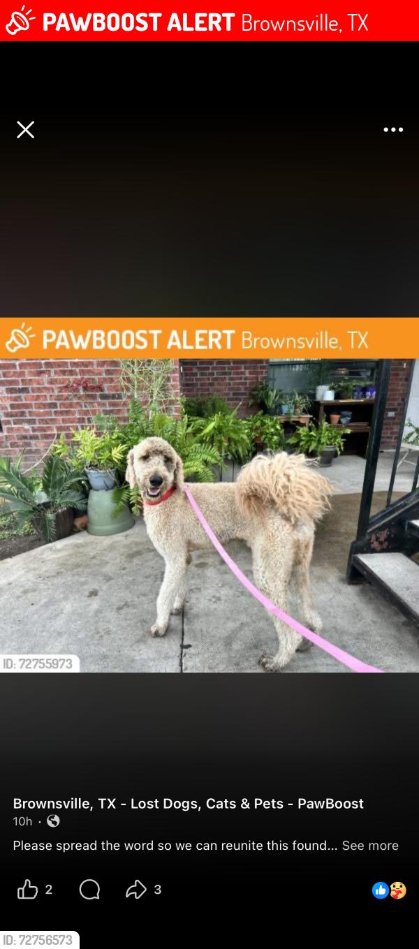 Lost Male Dog last seen windy apmts, Brownsville, TX 78521