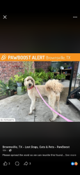 Lost Male Dog last seen windy apmts, Brownsville, TX 78521