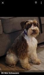 Lost Male Dog last seen Galveston & 29th/23rd st, McAllen, TX 78501