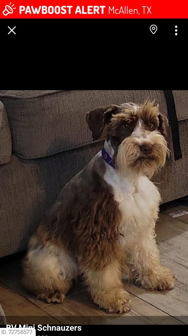Lost Male Dog last seen Galveston & 29th/23rd st, McAllen, TX 78501