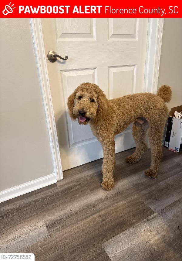 Lost Male Dog last seen Langston road and olanta hwy , Florence County, SC 29541
