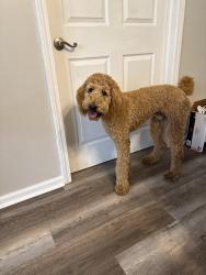 Lost Male Dog last seen Langston road and olanta hwy , Florence County, SC 29541