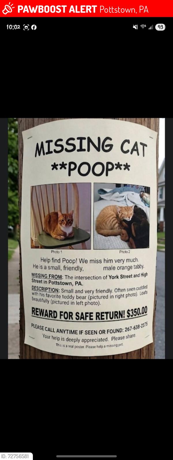 Lost Male Cat last seen High and york, Pottstown, PA 19464