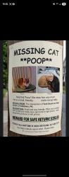 Lost Male Cat last seen High and york, Pottstown, PA 19464