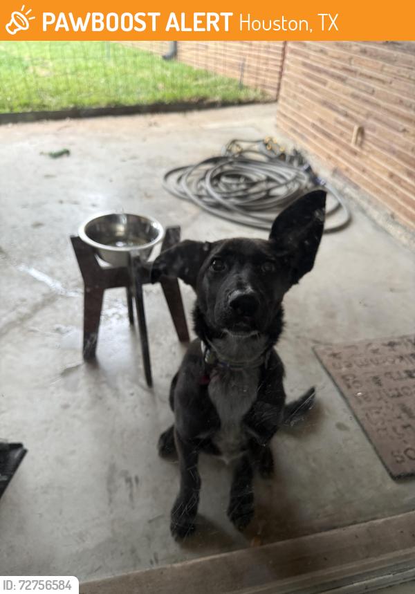 Found/Stray Female Dog last seen Chimney Rock and Paisley St, Houston, TX 77096