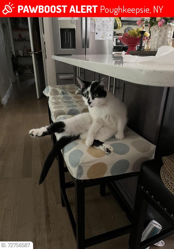 Lost Female Cat last seen New Hackensack rd , Poughkeepsie, NY 12603